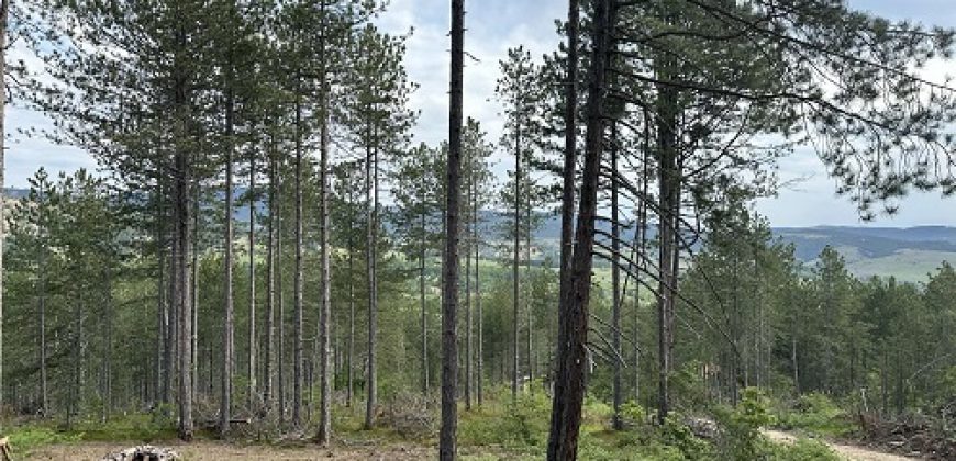 Na prodaju zemljiste ukupne povrsine 80 ari, Tometino polje – Divčibare