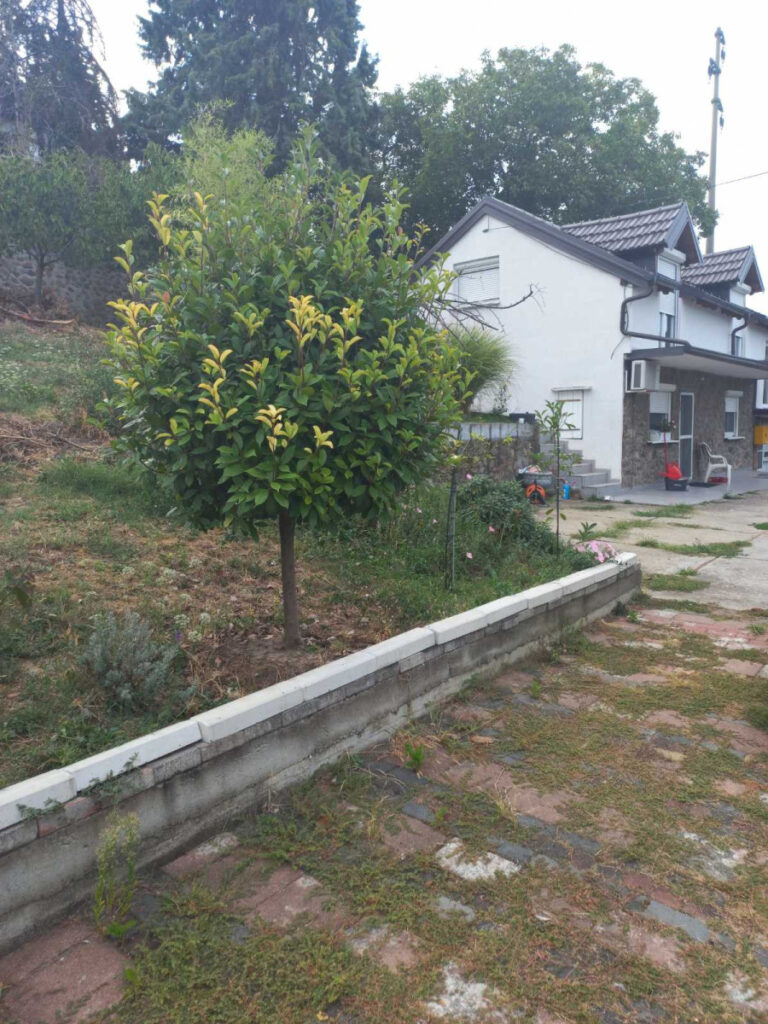 kuca-sremska-kamenica-3040566-2437